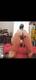 Private Photo of Pupa8484