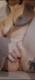 Private Photo of Pupa8484