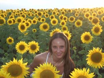 sun flowers